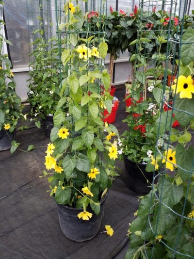 THUNBERGIA/SUZANNE-MET-DE-MOOIE-OGEN