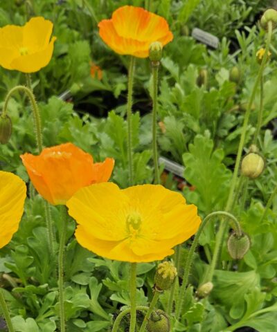 PAPAVER NUDICAULE/IJSLANDSE PAPAVER