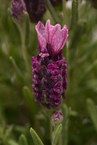 LAVANDULA/LAVENDEL - Afbeelding 6