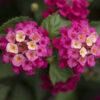 LANTANA CAMARA/WISSELBLOEM 'BANDOLERO LYCHEE' - Afbeelding 2