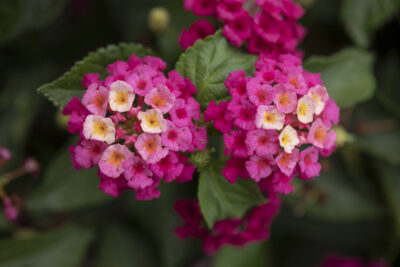 LANTANA CAMARA/WISSELBLOEM 'BANDOLERO LYCHEE' - Afbeelding 2