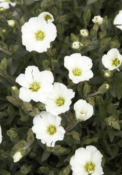 ARENARIA MONTANA/ZANDKRUID