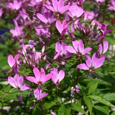 CLEOME SENORITA 'ROSALITA'/KATTESNOR