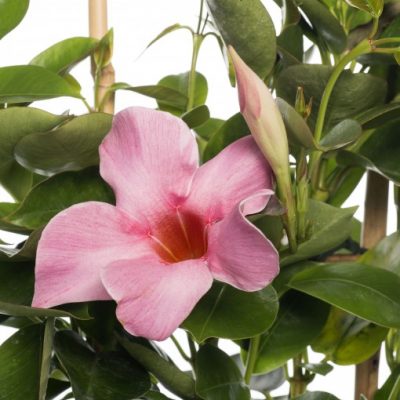 DIPLADENIA PINK