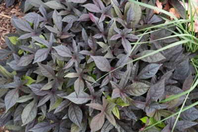 IPOMOEA BATATAS/ZOETE AARDAPPEL, (SIER)BATAAT BLACKIE - Afbeelding 2