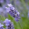 LAVANDULA ANGUSTIFOLIA/LAVENDEL - Afbeelding 2