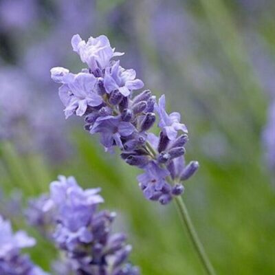 LAVANDULA ANGUSTIFOLIA/LAVENDEL - Afbeelding 2