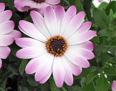 OSTEOSPERMUM 'LICHT PURPLE'/SPAANSE MARGRIET