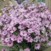 OSTEOSPERMUM 'LIGHT PURPLE'/SPAANSE MARGRIET - Afbeelding 2