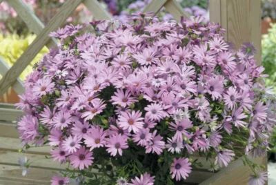 OSTEOSPERMUM 'LIGHT PURPLE'/SPAANSE MARGRIET - Afbeelding 2