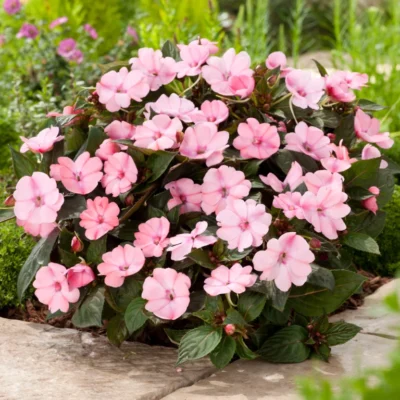 IMPATIENS SUNSPATIENS/VLIJTIG LIESJE PINK - Afbeelding 3