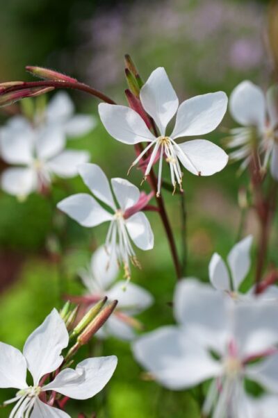 GAURA LINDHEIMERI/PRACHTKAARS WHITE - Afbeelding 2