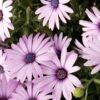OSTEOSPERMUM 'LIGHT PURPLE'/SPAANSE MARGRIET