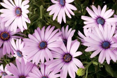 OSTEOSPERMUM 'LIGHT PURPLE'/SPAANSE MARGRIET