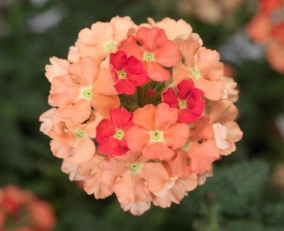 VERBENA 'VEPITA PEACH'/IJZERHARD
