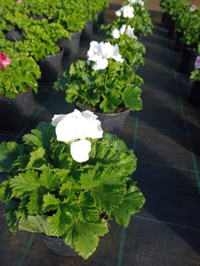 PELARGONIUM GRANDIFLORUM/FRANSE GERANIUM - WHITE