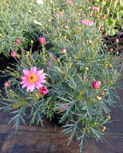 ARGYRANTHEMUM/STRUIKMARGRIET - PINK