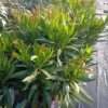 NERIUM OLEANDER - PINK - Afbeelding 2