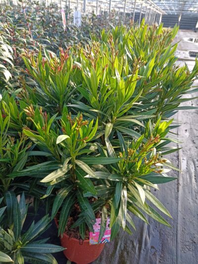 NERIUM OLEANDER - PINK - Afbeelding 2
