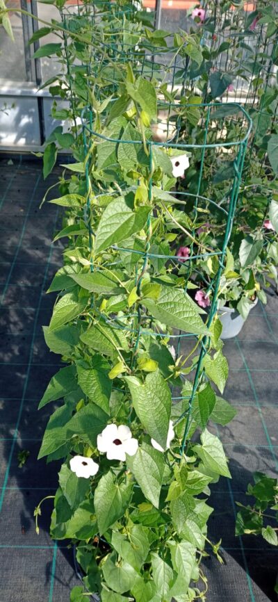 THUNBERGIA WHITE/SUZANNE-MET-DE-MOOIE-OGEN