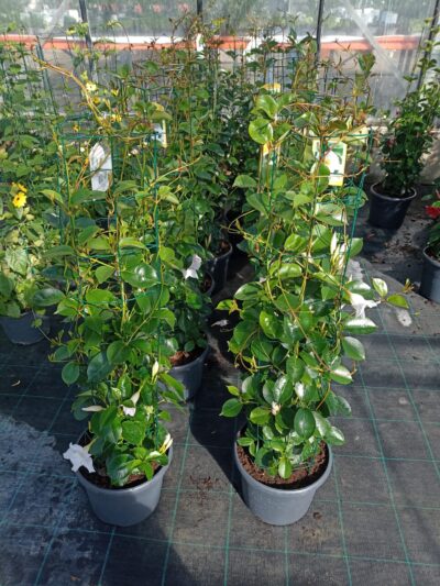 DIPLADENIA WHITE