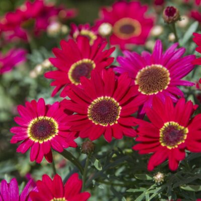 ARGYRANTHEMUM/STRUIKMARGRIET - Afbeelding 3