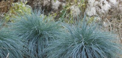 FESTUCA GLAUCA/BLAUW SCHAPENGRAS