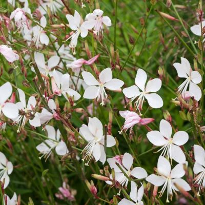 GAURA LINDHEIMERI/PRACHTKAARS WHITE