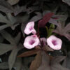 IPOMOEA BATATAS/ZOETE AARDAPPEL, (SIER)BATAAT BLACKIE