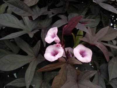IPOMOEA BATATAS/ZOETE AARDAPPEL, (SIER)BATAAT BLACKIE
