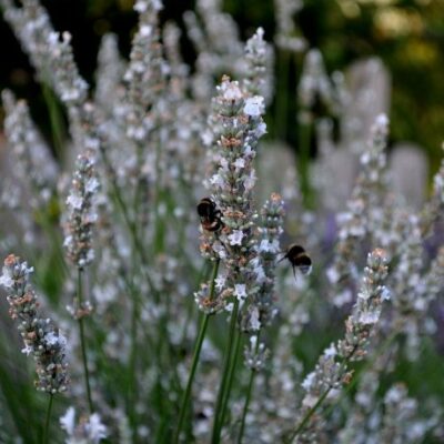 LAVANDULA/LAVENDEL - Afbeelding 4
