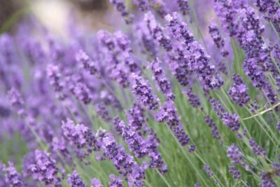 LAVANDULA/LAVENDEL