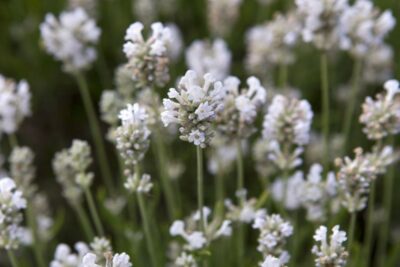 LAVANDULA/LAVENDEL - Afbeelding 3