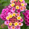 LANTANA CAMARA/WISSELBLOEM 'BANDOLERO LYCHEE'