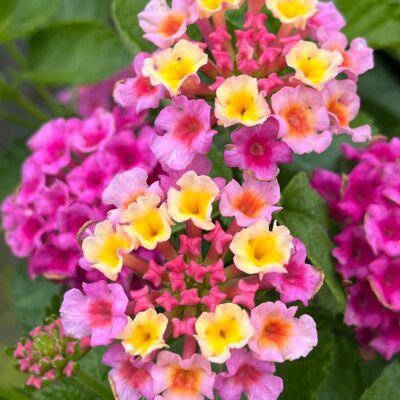 LANTANA CAMARA/WISSELBLOEM 'BANDOLERO LYCHEE'