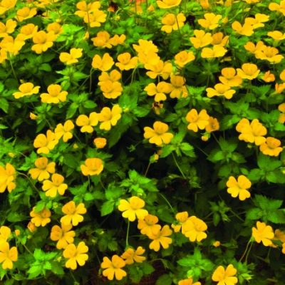 MECARDONIA HYBRID 'GOLD DUST'