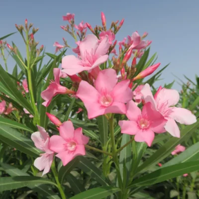 NERIUM OLEANDER - PINK