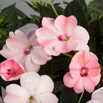 IMPATIENS SUNSPATIENS/VLIJTIG LIESJE PINK - Afbeelding 2