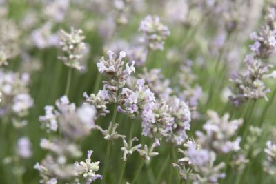 LAVANDULA/LAVENDEL - Afbeelding 2