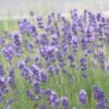 LAVANDULA ANGUSTIFOLIA/LAVENDEL