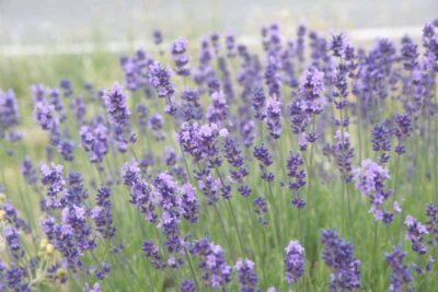 LAVANDULA ANGUSTIFOLIA/LAVENDEL
