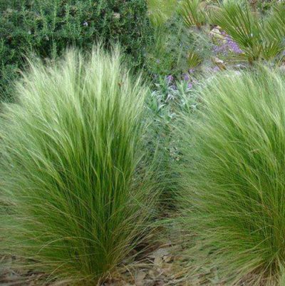 STIPA TENUISSIMA 'PONYTAILS'/VEDERGRAS