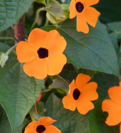 THUNBERGIA/SUZANNE-MET-DE-MOOIE-OGEN - Afbeelding 4