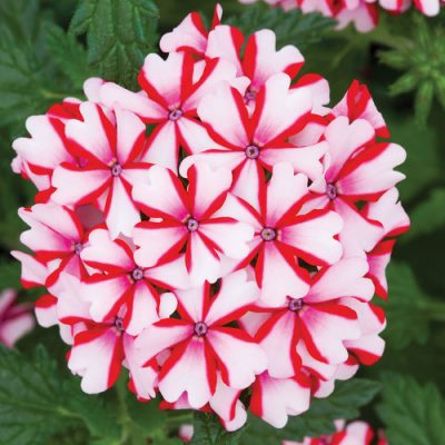VERBENA 'CANDY CANE' - 'CANE EARLY'/IJZERHARD