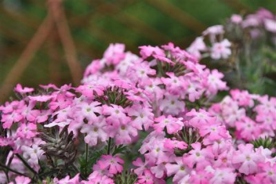 VERBENA 'VEPITA PINK' - 'FROSTED PINK'/IJZERHARD