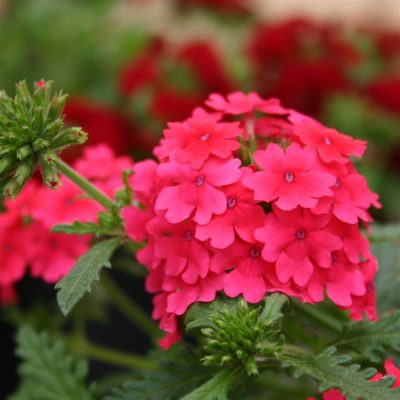 VERBENA 'HOT PINK' - 'NEON ROSE'/IJZERHARD