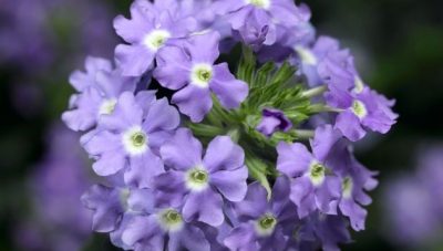 VERBENA 'BLUE EYES' -'SKY BLUE'/IJZERHARD