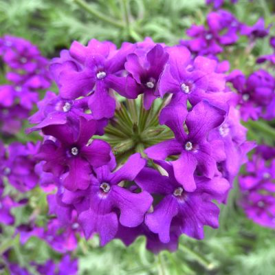 VERBENA 'VIRGO PURPLE BLUE'/IJZERHARD