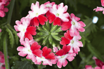 VERBENA 'TWISTER RED'/IJZERHARD