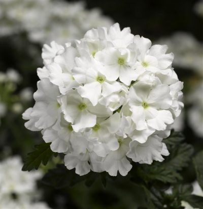 VERBENA 'VIRGO WHITE'/IJZERHARD